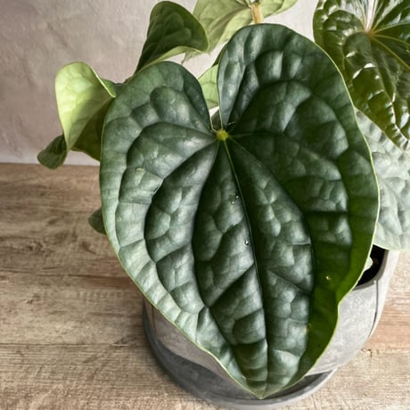 Anthurium Luxurians silver"type2" (アンスリューム・ルクスリアンスシルバー)タイプ２