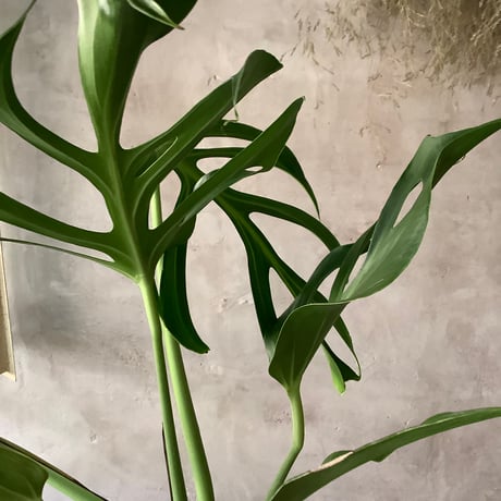 Monstera Burle Marx's Flame With  "岩鉢"Rock-like Planter (モンステラ・バールマルクスフレーム/ 岩"Iwa"ポット入り)