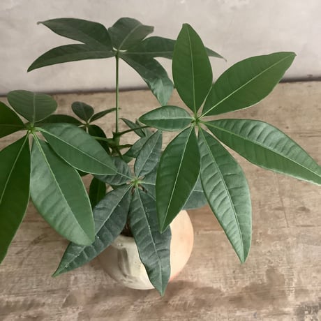 Pachira mini with Tunisia pot/"2"Type (チュニジアポットシリーズ・パキラ ミニ A/B 2タイプ)