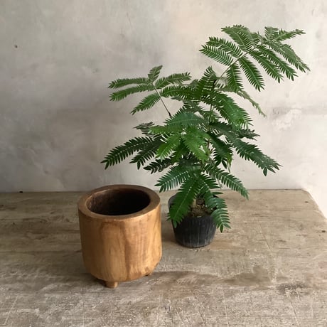 "Everfresh" Pithecellobium with Acacia wood Planter cover Size 1 ("エバーフレッシュ"/アカシア木製 鉢カバー付き サイズ1 ミニ )