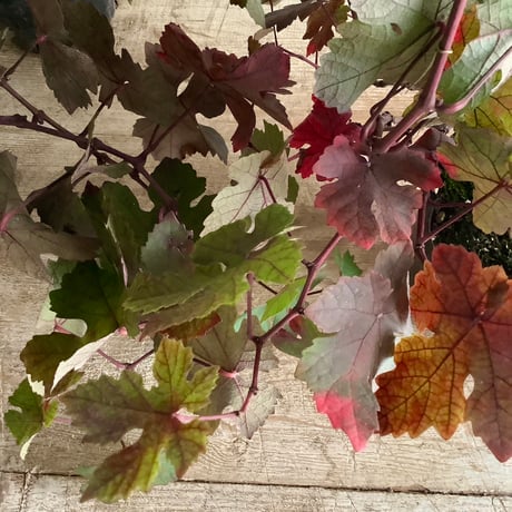 European Grape Vine  Pot (ヨーロッパブドウ・プルプレア）