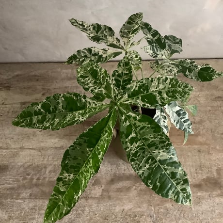 Pachira Milkyway mini with Tunisia pot/"2"Type (チュニジアポットシリーズ・パキラ"ミルキーウェイ"ミニ A/B 2タイプ)