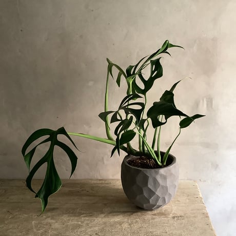 Monstera Burle Marx's Flame With  "岩鉢"Rock-like Planter (モンステラ・バールマルクスフレーム/ 岩"Iwa"ポット入り)