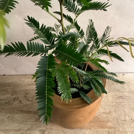 "Everfresh" Pithecellobium with Acacia wood Planter cover Size2 ("エバーフレッシュ"/アカシア木製 鉢カバー付き サイズ２)