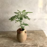 Pachira Milkyway mini with Tunisia pot/"2"Type (チュニジアポットシリーズ・パキラ"ミルキーウェイ"ミニ A/B 2タイプ)