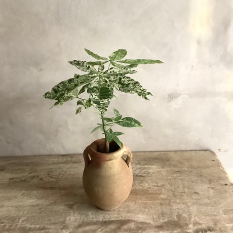 Pachira Milkyway mini with Tunisia pot/"2"Type (チュニジアポットシリーズ・パキラ"ミルキーウェイ"ミニ A/B 2タイプ)
