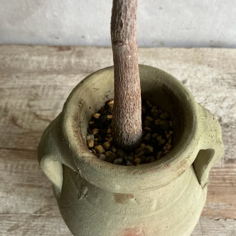 Pachira  mini with Tunisia pot/"2"Type (チュニジアポットシリーズ・パキラ ミニ A/B 2タイプ)