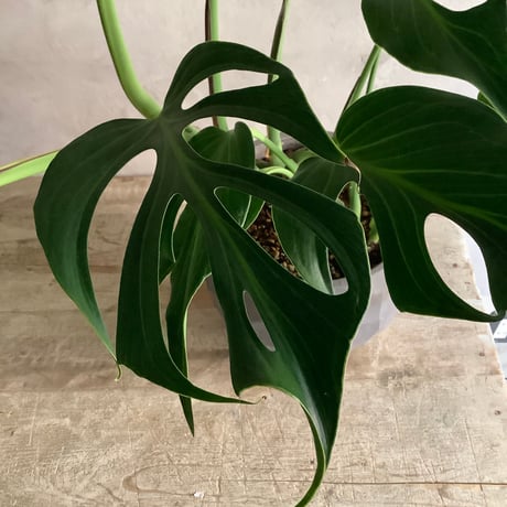 Monstera Burle Marx's Flame With  "岩鉢"Rock-like Planter (モンステラ・バールマルクスフレーム/ 岩"Iwa"ポット入り)