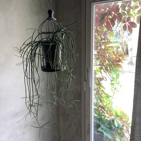 Bird cage Rhipsalis Puniceodiscus (バードケージ入りリプサリス”プニセオディスカス”)