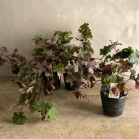 European Grape Vine  Pot (ヨーロッパブドウ・プルプレア）