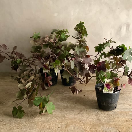 European Grape Vine  Pot (ヨーロッパブドウ・プルプレア）