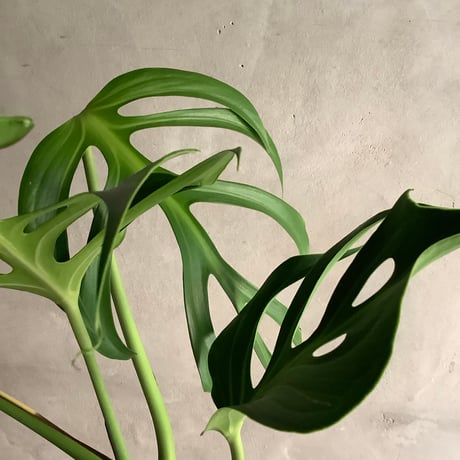 Monstera Burle Marx's Flame With  "岩鉢"Rock-like Planter (モンステラ・バールマルクスフレーム/ 岩"Iwa"ポット入り)