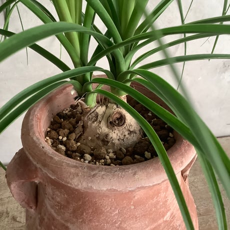 Ponytail palm with Tunisia pot  (ポニーテールパーム"ノリナ・トックリラン"/チュニジアポット付き)