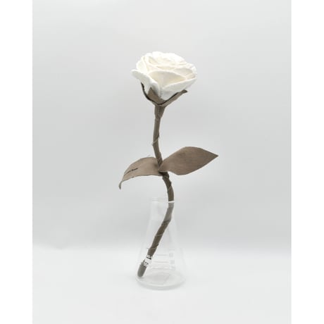 Fragment Rose - White Dune - ｜ Remake by VERS