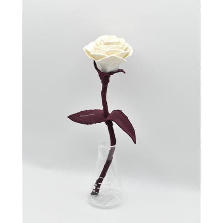 Fragment Rose - Antique Ivory -｜ Remake by VERS