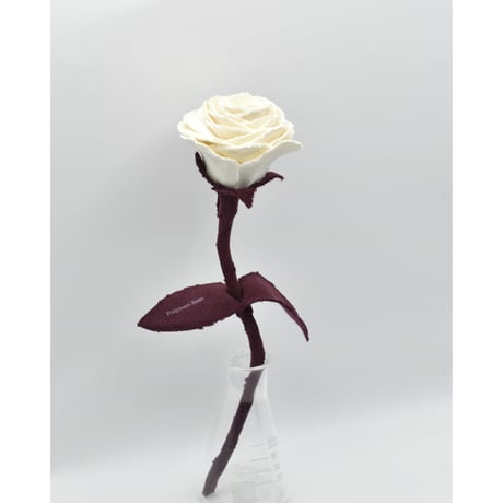 Fragment Rose - Antique Ivory -｜ Remake by VERS