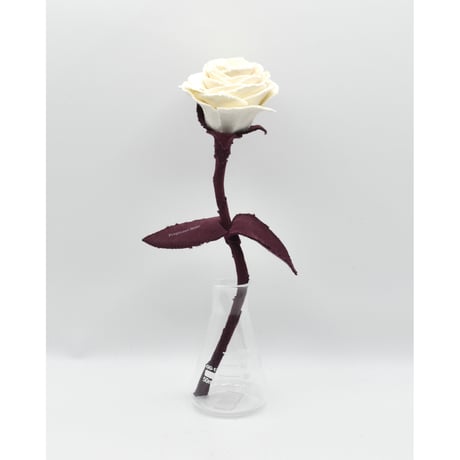 Fragment Rose - Antique Ivory -｜ Remake by VERS