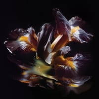 RAEIN - "Forme Sommerse / 『水底の象像』" CD (3LA)