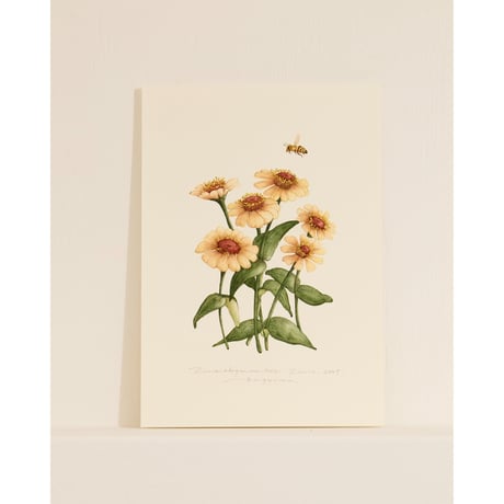 mika gyouta Zinnia