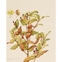 mika gyouta Hypericum