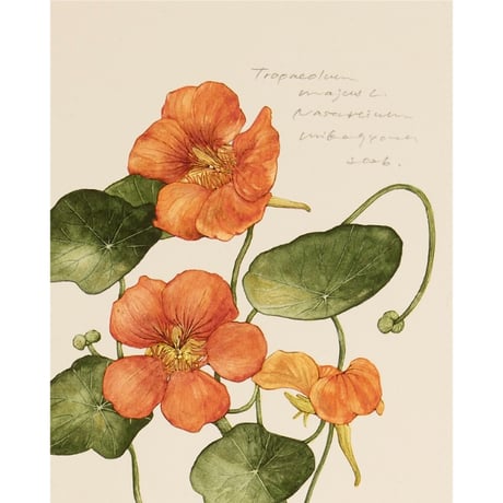 mika gyouta Tropaeolum majus ナスタチウム