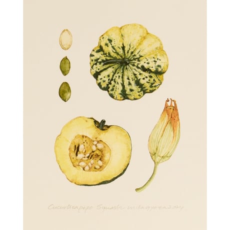 mika gyouta Cucurbita pepo