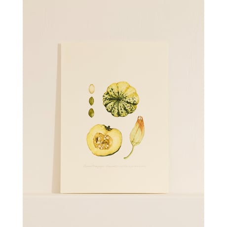 mika gyouta Cucurbita pepo