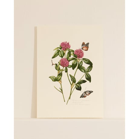 mika gyouta Trifolium pratense