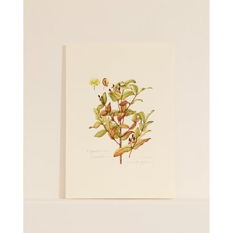 mika gyouta Hypericum