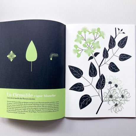 L'herbier, plantes sauvages des villes