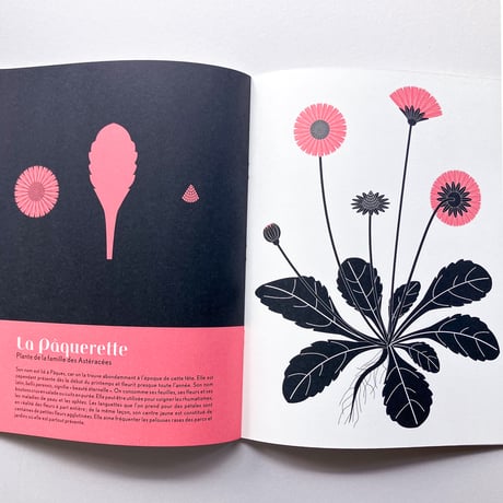 L'herbier, plantes sauvages des villes