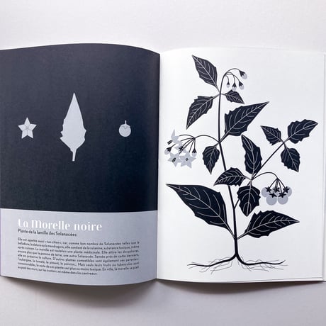 L'herbier, plantes sauvages des villes