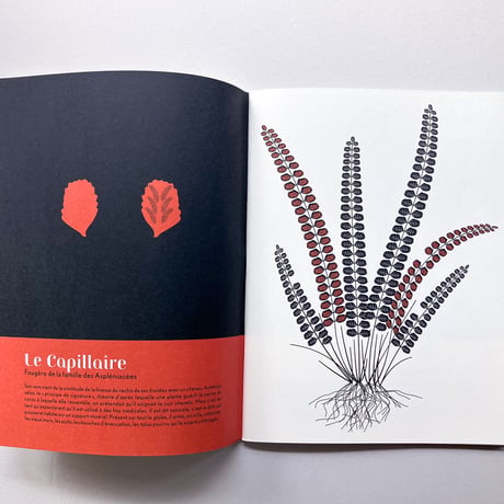 L'herbier, plantes sauvages des villes
