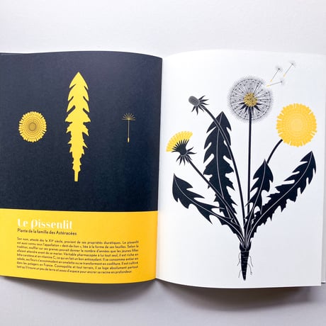 L'herbier, plantes sauvages des villes