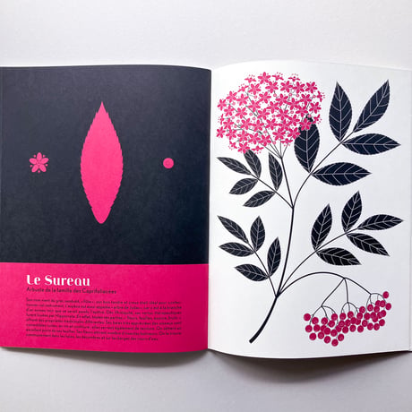 L'herbier, plantes sauvages des villes