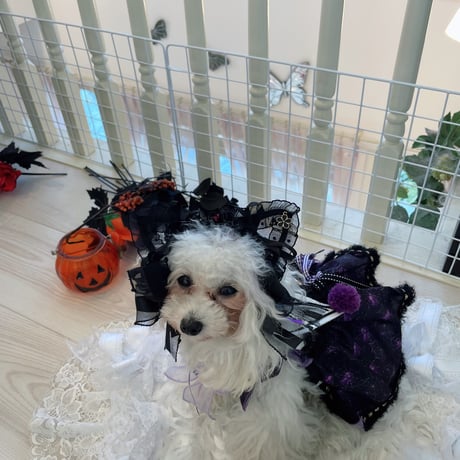 ノワールゴールドアリスハロウインワンピ＾＾