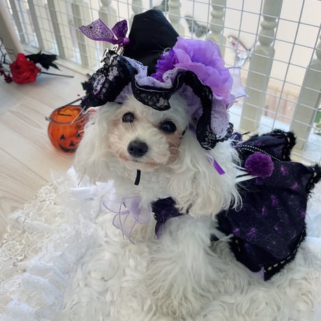 アメジストウエブハロウインワンピ＾＾