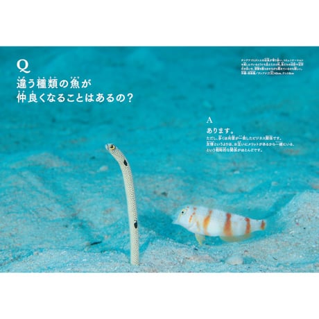 ［本］世界でいちばん素敵な魚の教室