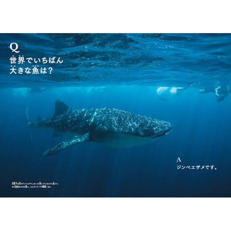 ［本］世界でいちばん素敵な魚の教室