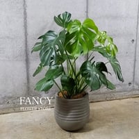 Green モンステラ　８号size