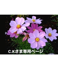 C.Kさま専用ページ