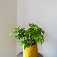＜CLOUDY×gui＞MONSTERA  BASKET  SET（YELLOW）