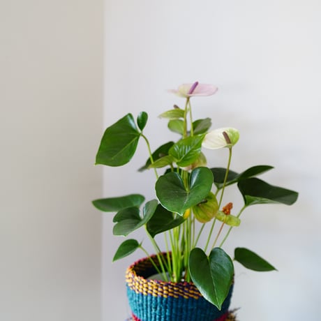 ＜CLOUDY×gui＞ ANTHRIUM BASKET SET（COLORFUL）
