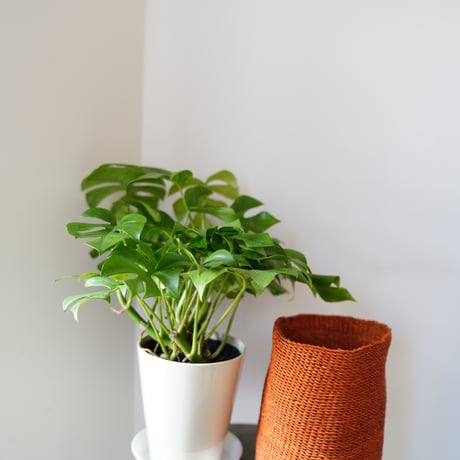 ＜CLOUDY×gui＞MONSTERA  BASKET  SET（ORANGE）