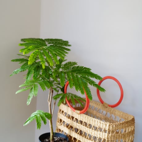 ＜CLOUDY×gui＞ EVER FRESH BASKET SET（ORANGE）