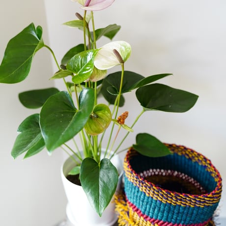 ＜CLOUDY×gui＞ ANTHRIUM BASKET SET（COLORFUL）