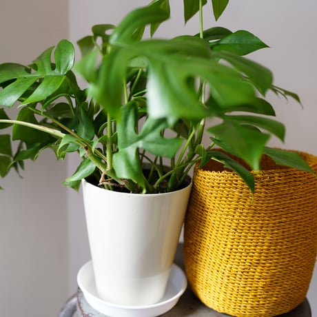 ＜CLOUDY×gui＞MONSTERA  BASKET  SET（YELLOW）