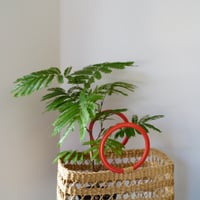 ＜CLOUDY×gui＞ EVER FRESH BASKET SET（ORANGE）