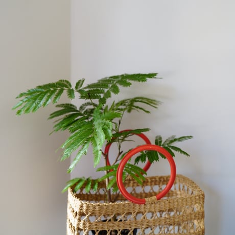 ＜CLOUDY×gui＞ EVER FRESH BASKET SET（ORANGE）
