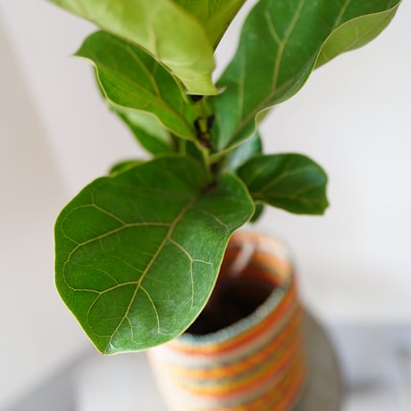 ＜CLOUDY×gui＞ FICUS BASKET SET（STRIPE）